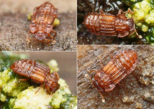 Réf. 222 848 : Micropeplus sp.